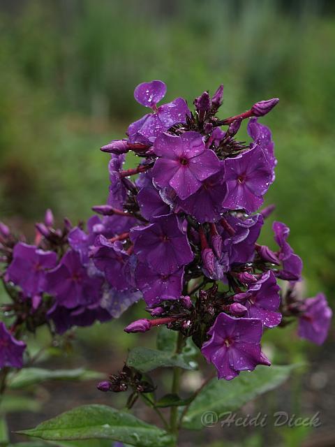 Phlox Hampton Court_1.JPG